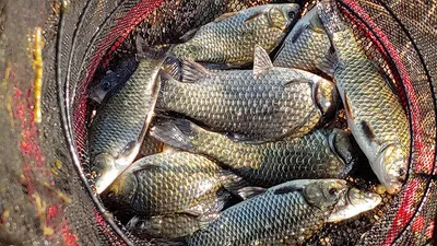 추초가 삭아내린 경북북부권 대물낚시 메카~