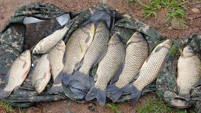 경북북부권 조황입니다 