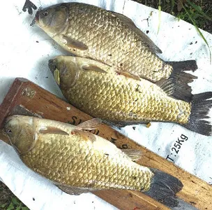 추석연휴를 앞둔 조황안내 입니다.