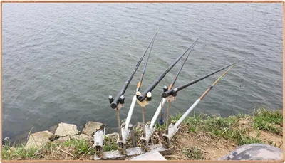 진위천 조황 소식