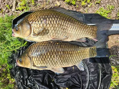  5짜와4짜허리급들 