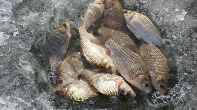 경북빙어얼음낚시와 붕어얼음낚시~