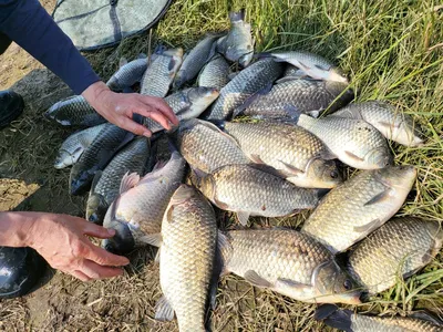 진위천 평택호 남양만 조황 소식