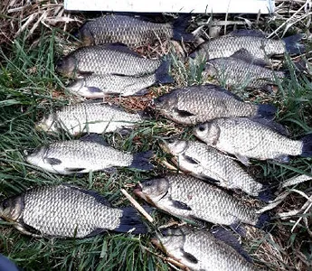 봄 시즌 4월-붕어 만나러 갈때