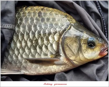 화곡지 4 짜..솔 39 cm..돌감 37 cm..충주호 노지 현황..