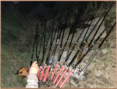 진위천 평택호 조황 