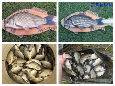 위천강 4짜와 8,9치 마리수 타작조황 ~~