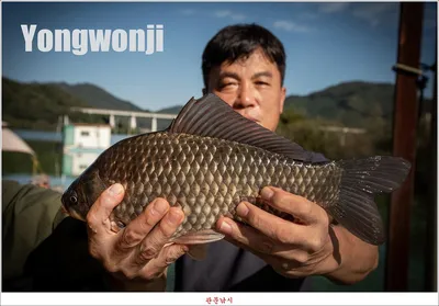 충주호..용원지..화곡지 조황..