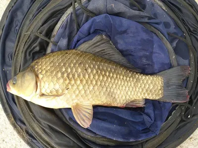 고삼지 노지 4짜 잡기 쉽습니다