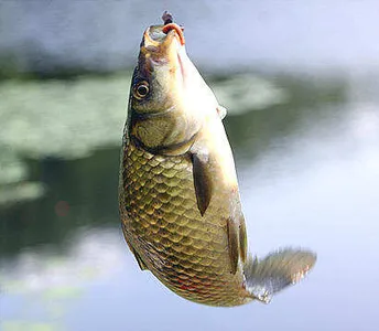 8월-아침,저녁으로 유리한 시기