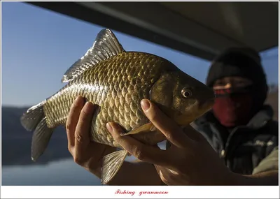 솔 4 짜 대물 조황..