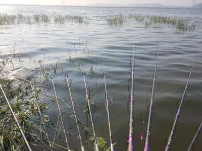 진위천 남양호 평택호 조황 소식