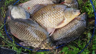 경북북부권 가을 대물낚시 시즌이 시작되고~