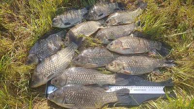  경북북부권 대물붕어 조황입니다 