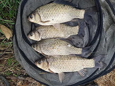 봄꽃이 유혹하는 4월 조황 안내 입니다.