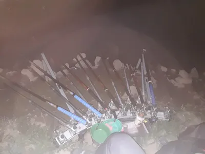 진위천 조황소식