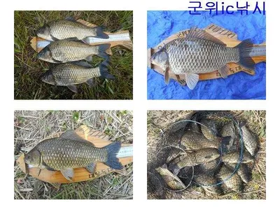 지난조황보고와 가을낚시 시작 ~~