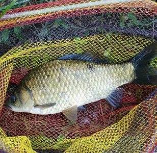 더위잡고 붕어잡는 6월의 조황안내 입니다.