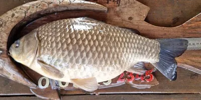 [고삼지] 산란 시작