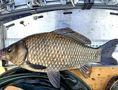 10월 중순의 조황안내 입니다.