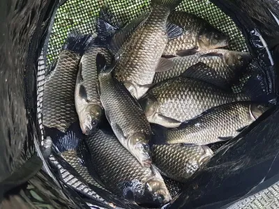 9월11일 오늘아침, 위천강 월,준척마릿수조황~~