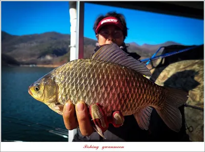 돌감 38 cm  및 화곡지외 주변 조황..
