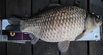 괴물의 모습--고삼지