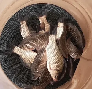 안흥수낚시 주변 낚시터들==봄이 왔습니다