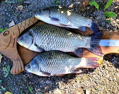 넉넉한 한가위 되십시오.