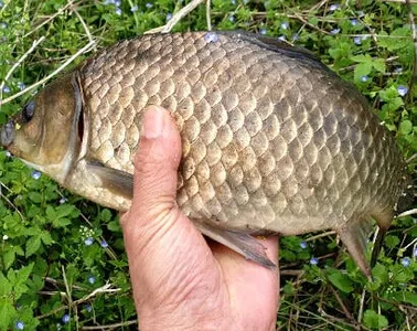 역시 붕어 시즌-5월을 맞으면서......