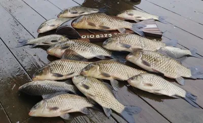 고삼지==좋은 조황의 모습