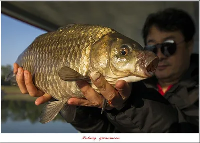 한버들 43 cm 및 월척 조황..