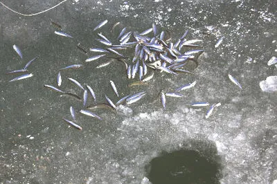 낚동에서 겨울소식 전합니다.