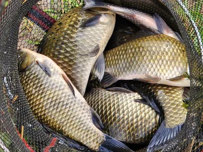 경북북부권 사짜,그리고대물들....