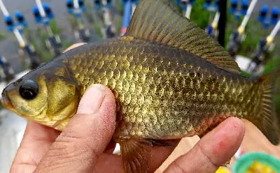 낚시의 계절 10월-풍성해 지는 조황