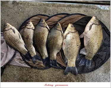 화곡지 4 짜 조황..