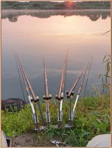 진위천 조황 소식