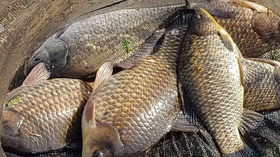 경북의성권 부분적인 산란중