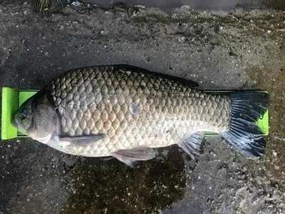 고삼지 노지에서 4짜