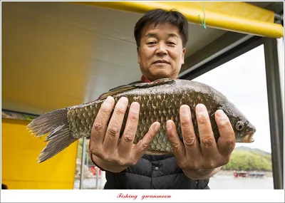 문골 39.5 cm..35.5 cm ..한버들 월척 조황..