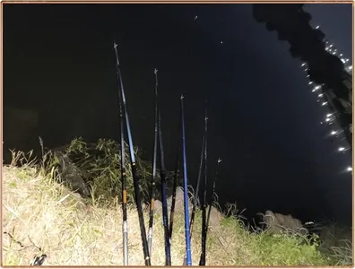 진위천 평택호 조황 