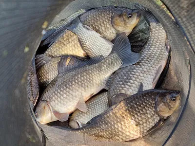 경북북부권 조황입니다~ 