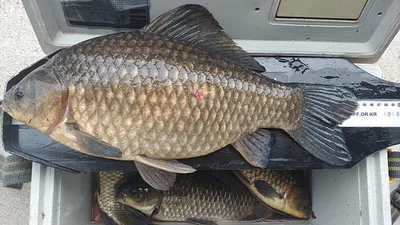 경북북구권 마름수초가 부분적으로 삭아내리기 시작하고~