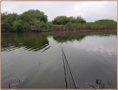 진위천 조황 소식