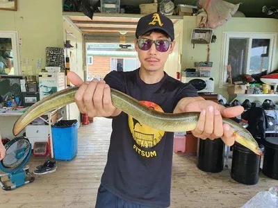 장어와 붕어들---고삼지