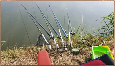  진위천 조황 소식