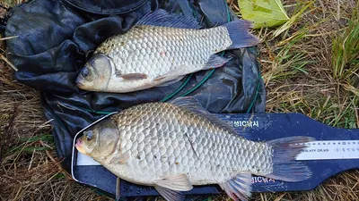 민물대물낚시의 메카 경북북부권 ~