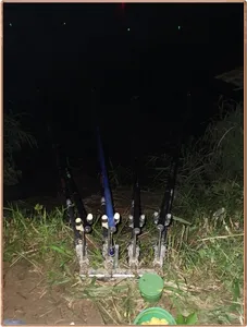 진위천 조황 소식