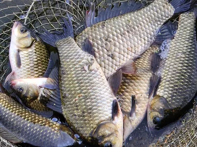 경북북부권 조황입니다 