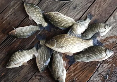 고삼지---오름수위속 붕어들